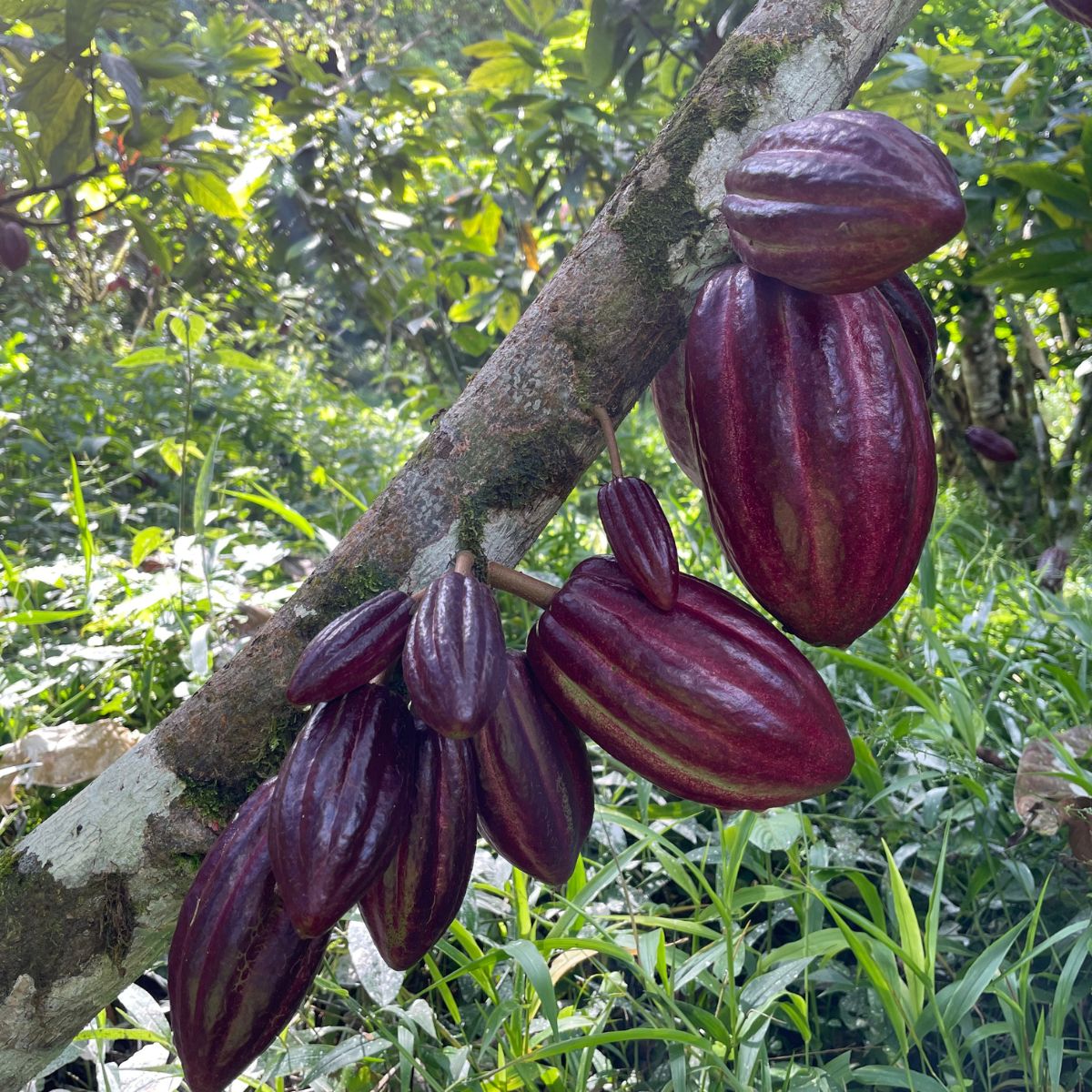 Reife Kakaofrüchte in üppigem, grünem Regenwald an einem Baumstamm.